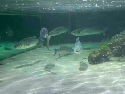 Screen Shot 2025-08-30 at 1.06.12 PM