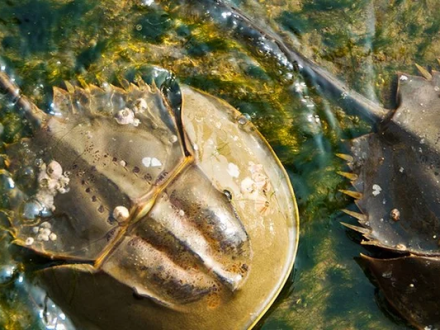 looking-to-a-living-fossil-for-the-secrets-of-survival